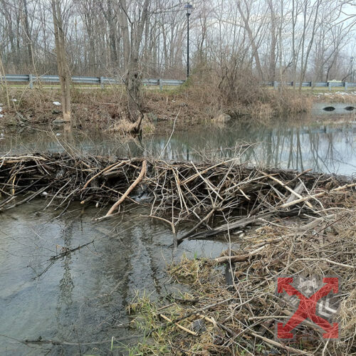 Beaver Removal San Diego, Trap Beavers, Dam Removal, Cleanup