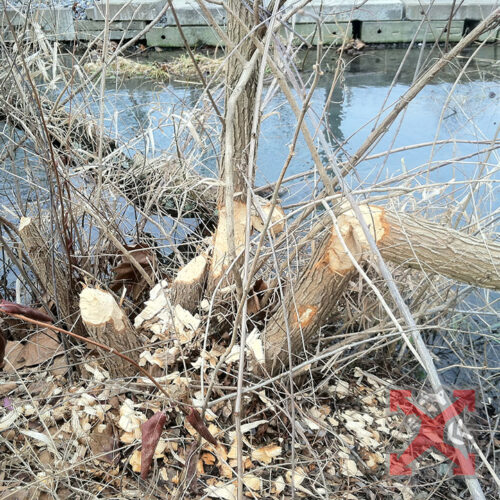 Beaver Removal San Diego, Trap Beavers, Dam Removal, Cleanup