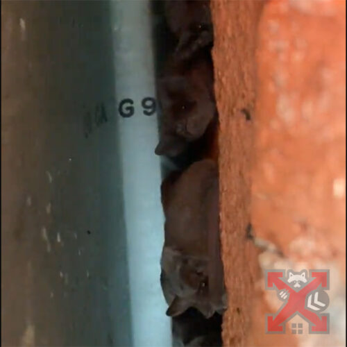 Colony of Bats Living in the Walls
