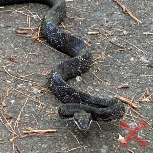 Snake Outside Up Close