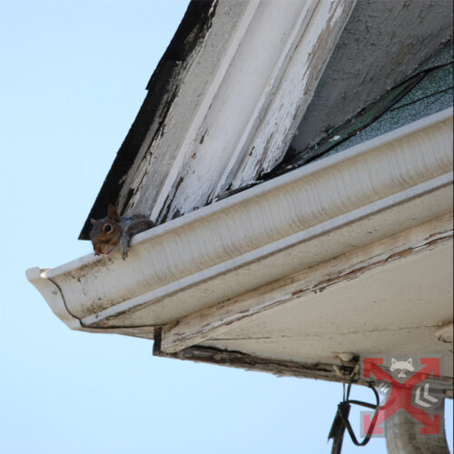 Squirrel In the Gutter